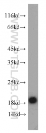 10953-1-AP - HMGN2 / HMG17