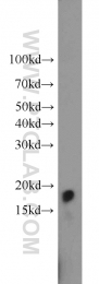 10953-1-AP - HMGN2 / HMG17