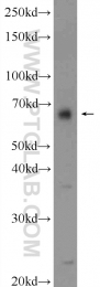 24821-1-AP - HMGXB4 / HMG2L1