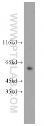 12533-1-AP - HNF1 beta / TCF2