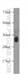 10848-1-AP - hnRNP-A0 / HNRPA0