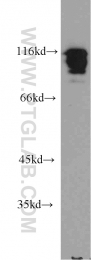 10578-1-AP - HNRNPUL1 / E1BAP5