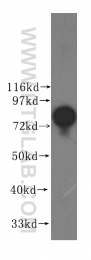 10871-1-AP - HOOK1