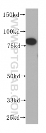 10871-1-AP - HOOK1
