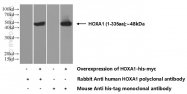 13513-1-AP - HOXA1 / HOX1F