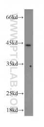 18732-1-AP - HOXB1 / HOX2I