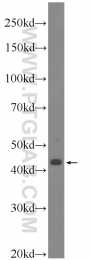 21653-1-AP - HOXB1 / HOX2I