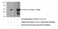 22118-1-AP - HOXC11 / HOX3H