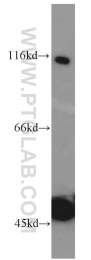 10768-1-AP - HPS3