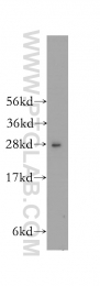 12453-1-AP - HS2ST1 / 2OST