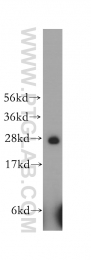 12453-1-AP - HS2ST1 / 2OST