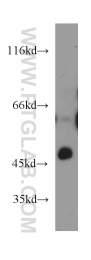 14358-1-AP - HS3ST1 / 3OST