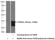 15132-1-AP - HSCB / DNAJC20 / HSC20