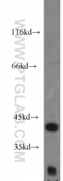 16988-1-AP - HSDL1