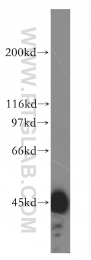 15631-1-AP - HSDL2