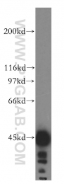 15631-1-AP - HSDL2