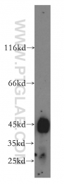 15631-1-AP - HSDL2