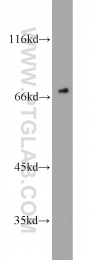 16107-1-AP - Heat shock factor 1 / HSF1