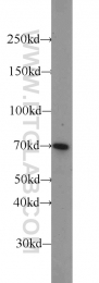 16107-1-AP - Heat shock factor 1 / HSF1