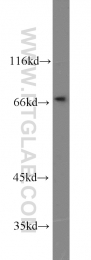 16107-1-AP - Heat shock factor 1 / HSF1