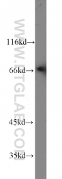 16107-1-AP - Heat shock factor 1 / HSF1