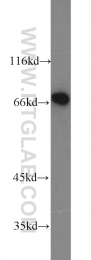 16107-1-AP - Heat shock factor 1 / HSF1