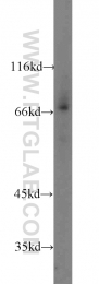 16107-1-AP - Heat shock factor 1 / HSF1