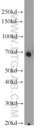 16107-1-AP - Heat shock factor 1 / HSF1