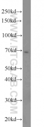 16107-1-AP - Heat shock factor 1 / HSF1