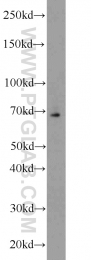 16107-1-AP - Heat shock factor 1 / HSF1