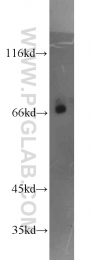 51034-1-AP - Heat shock factor 1 / HSF1