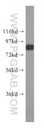 51034-1-AP - Heat shock factor 1 / HSF1