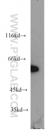 18797-1-AP - Heat shock factor 4 / HSF4