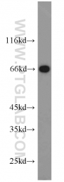 22883-1-AP - Heat shock factor 4 / HSF4