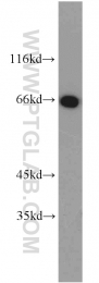 22883-1-AP - Heat shock factor 4 / HSF4
