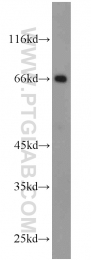 22883-1-AP - Heat shock factor 4 / HSF4