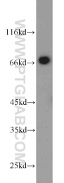 22883-1-AP - Heat shock factor 4 / HSF4
