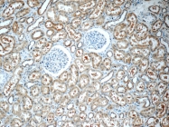 24055-1-AP - Protein HSN2