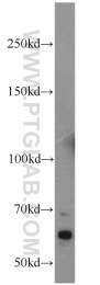 24055-1-AP - Protein HSN2
