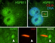 15732-1-AP - HSPB11