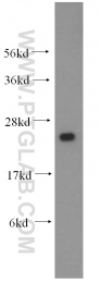 15732-1-AP - HSPB11
