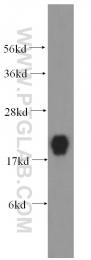 15732-1-AP - HSPB11