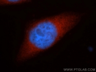 13383-1-AP - Heat shock protein 105 / HSP105