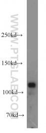13383-1-AP - Heat shock protein 105 / HSP105