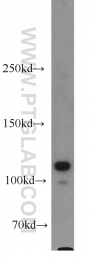13383-1-AP - Heat shock protein 105 / HSP105