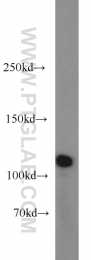 13383-1-AP - Heat shock protein 105 / HSP105