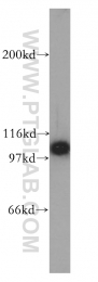 13383-1-AP - Heat shock protein 105 / HSP105