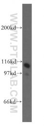 13383-1-AP - Heat shock protein 105 / HSP105