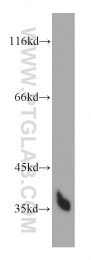 55011-1-AP - HTRA1 / PRSS11