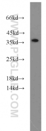 15775-1-AP - HTRA2 / PRSS25